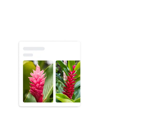 赤いショウガと特定された赤いとげのある植物を囲む正方形の丸みを帯びた白い角