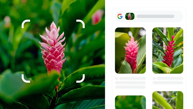 赤いショウガと特定された赤いとげのある植物を囲む正方形の丸みを帯びた白い角